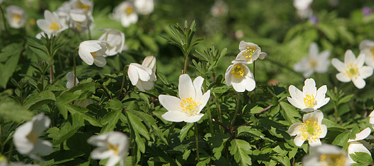 hvide anemoner